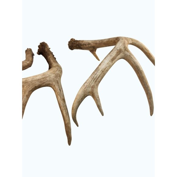 Real Deer Antler Sheds Set of 3 Rustic Cabin Craft Decor - Picture 12 of 15